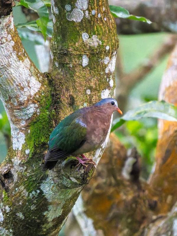 Common Emerald Dove