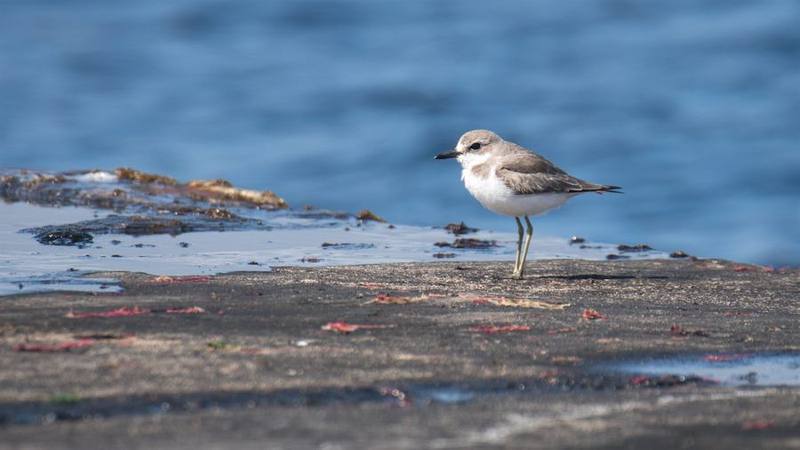 Greater Sand-Plover