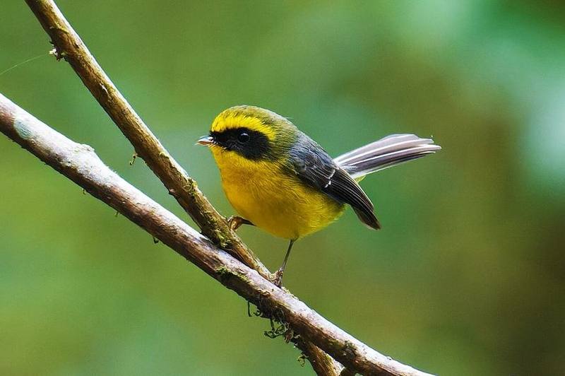 Yellow-bellied Fairy-fantail