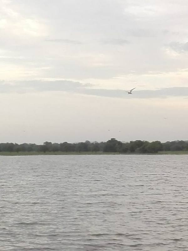 Whiskered Tern