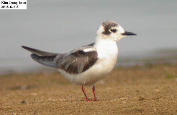 White-winged Tern