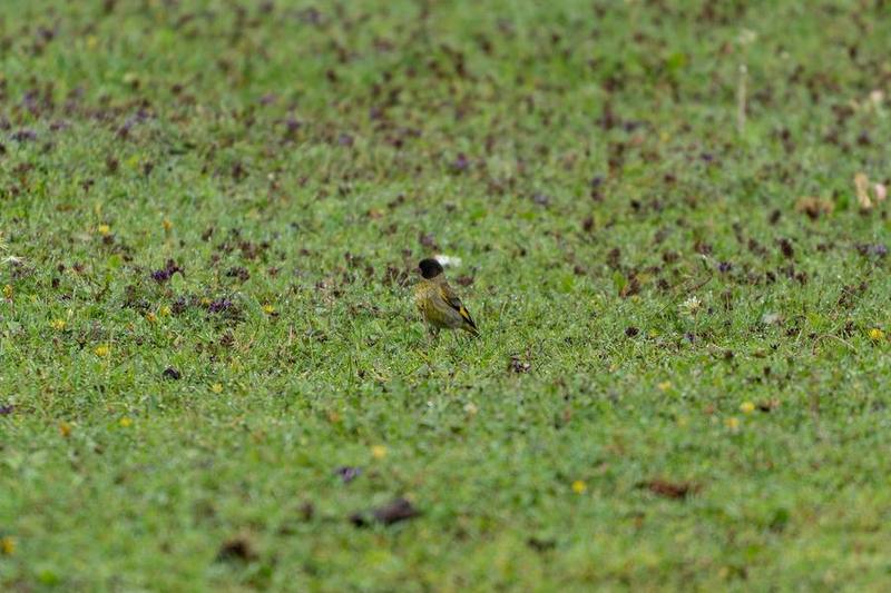 Black-headed Greenfinch