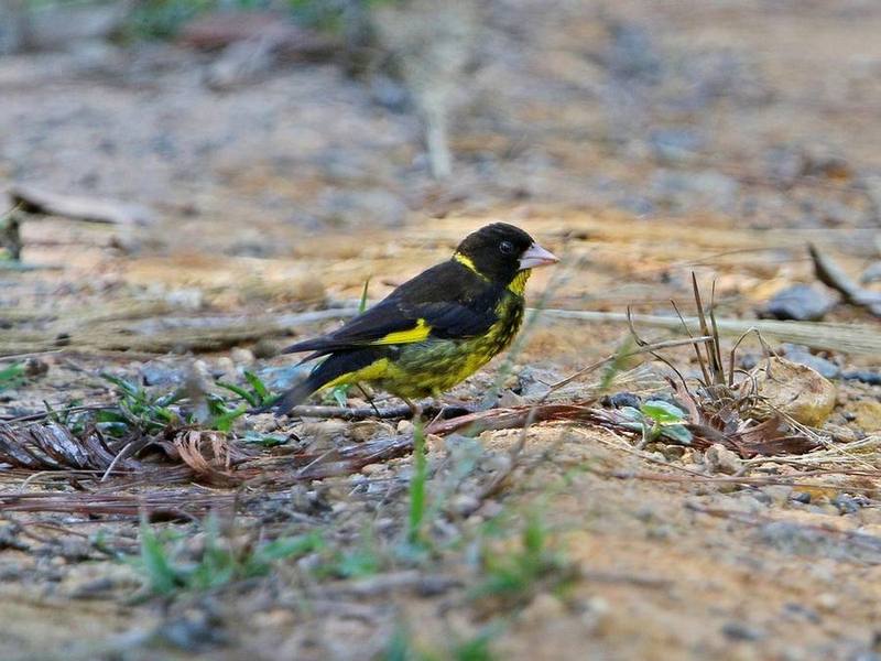 Vietnamese Greenfinch