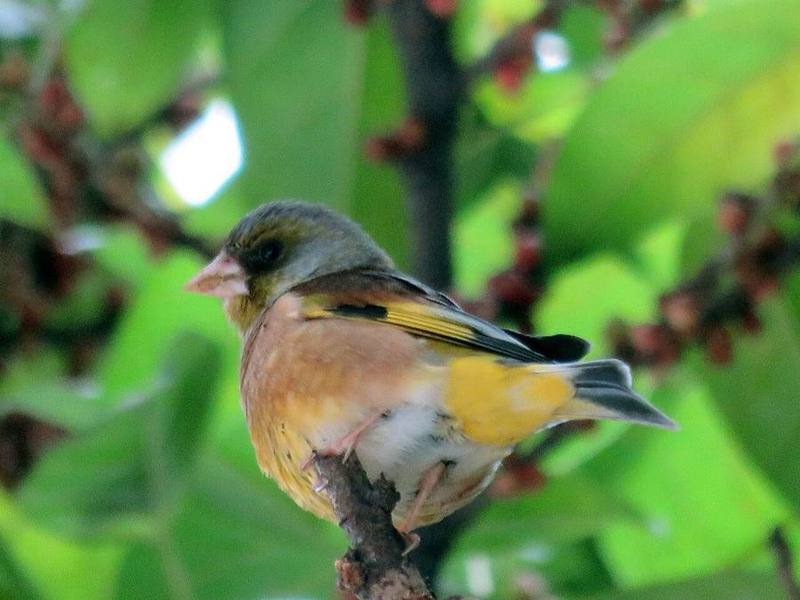 Oriental Greenfinch