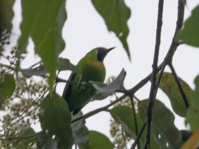 Javan Leafbird