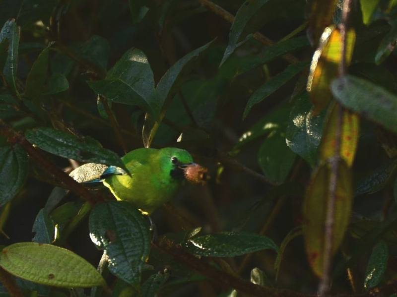 Blue-winged Leafbird
