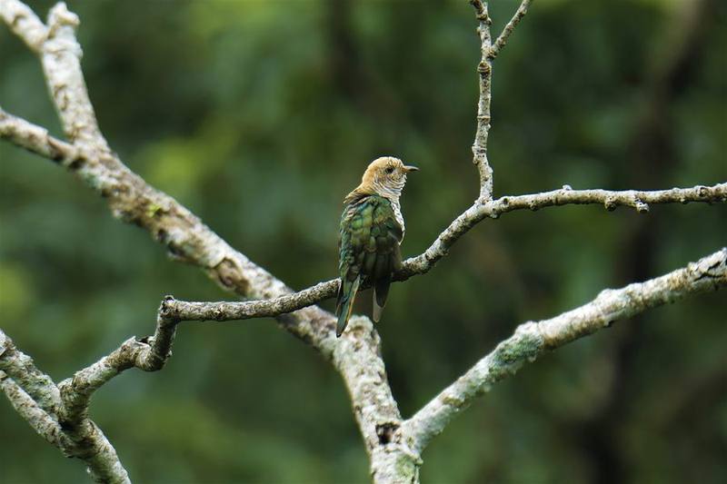Asian Emerald Cuckoo