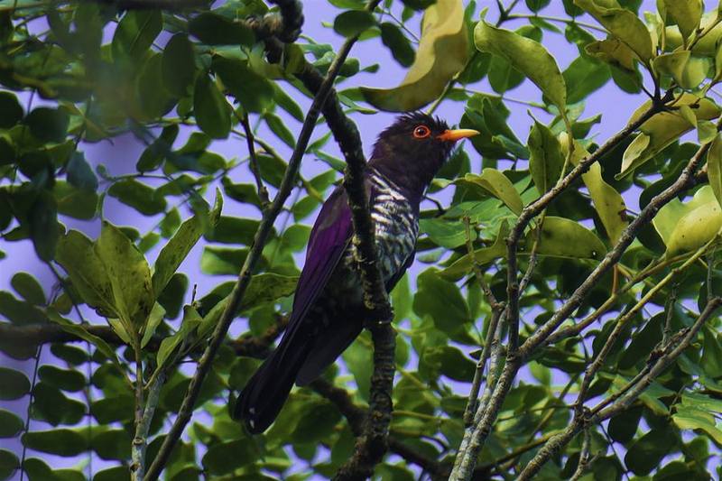 Violet Cuckoo