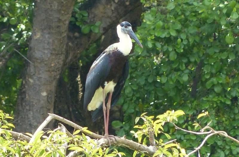 Asian Woolly-necked Stork