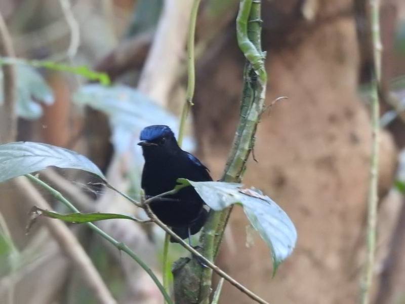 Blue-fronted Robin