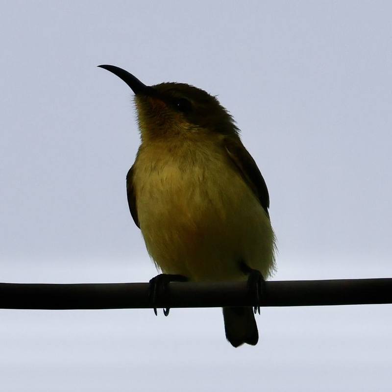 Garden Sunbird