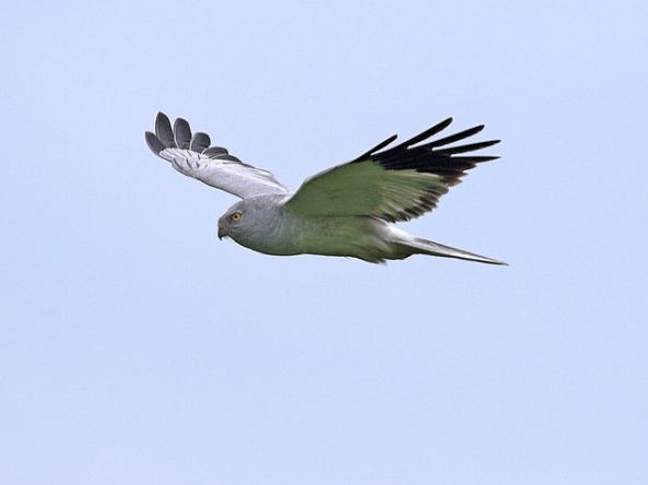 Hen Harrier