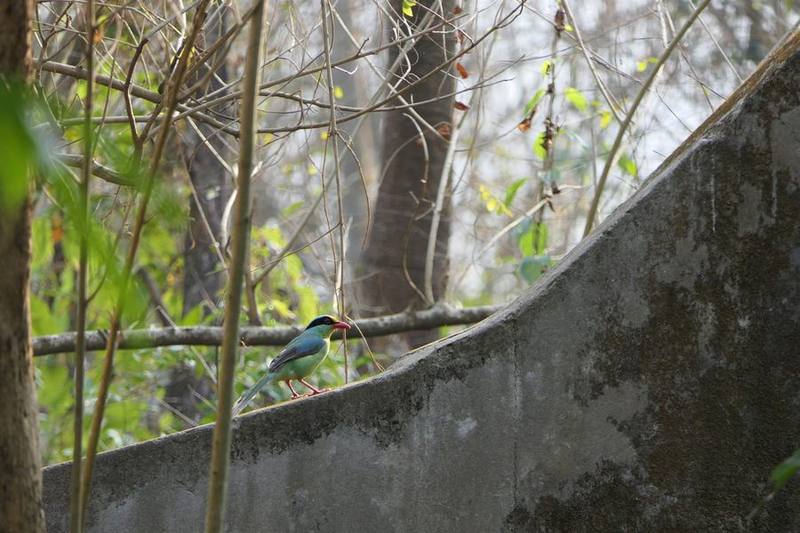 Common Green Magpie
