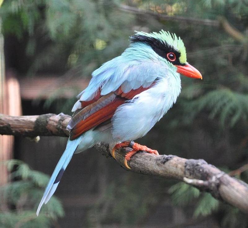 Indochinese Green Magpie