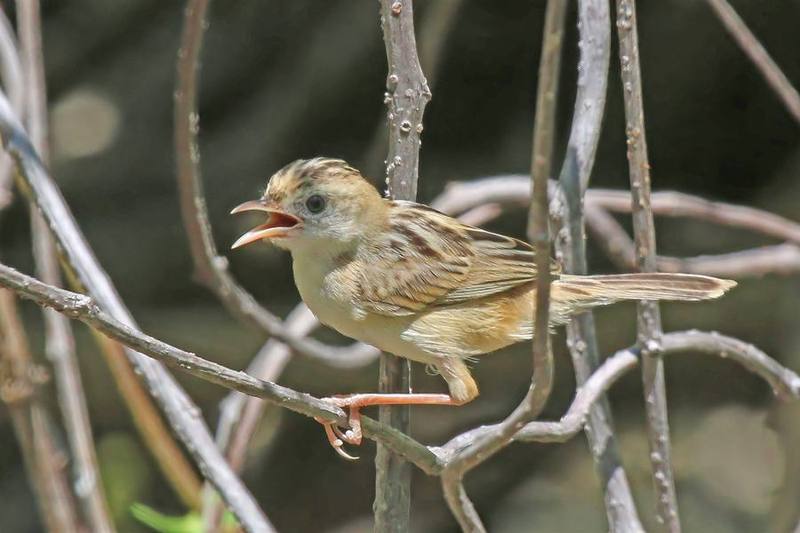 Golden-headed Cisticola