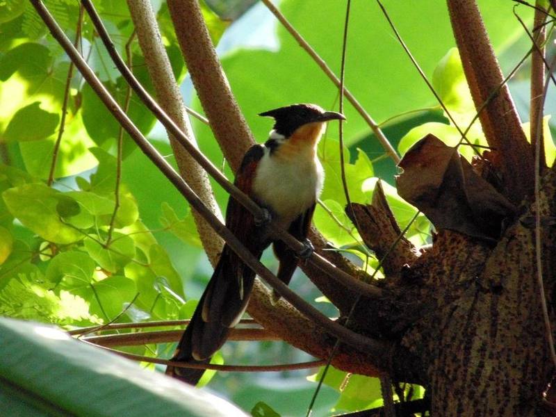 Chestnut-winged Cuckoo