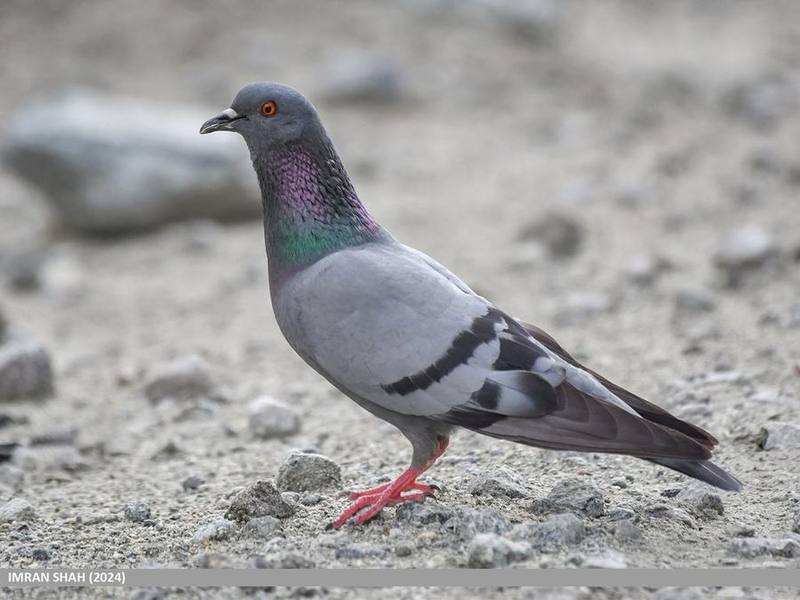 Rock Dove