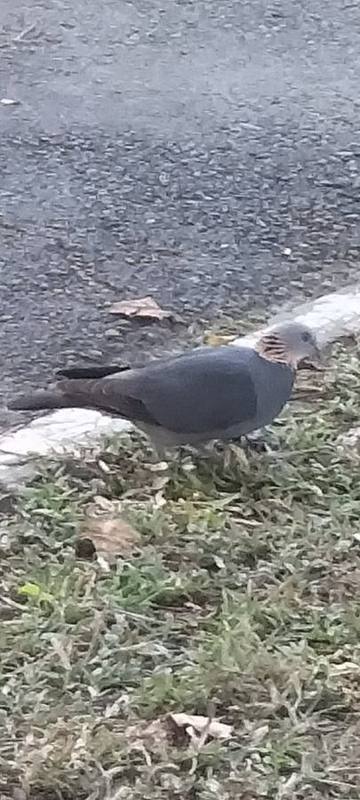 Ashy Wood Pigeon