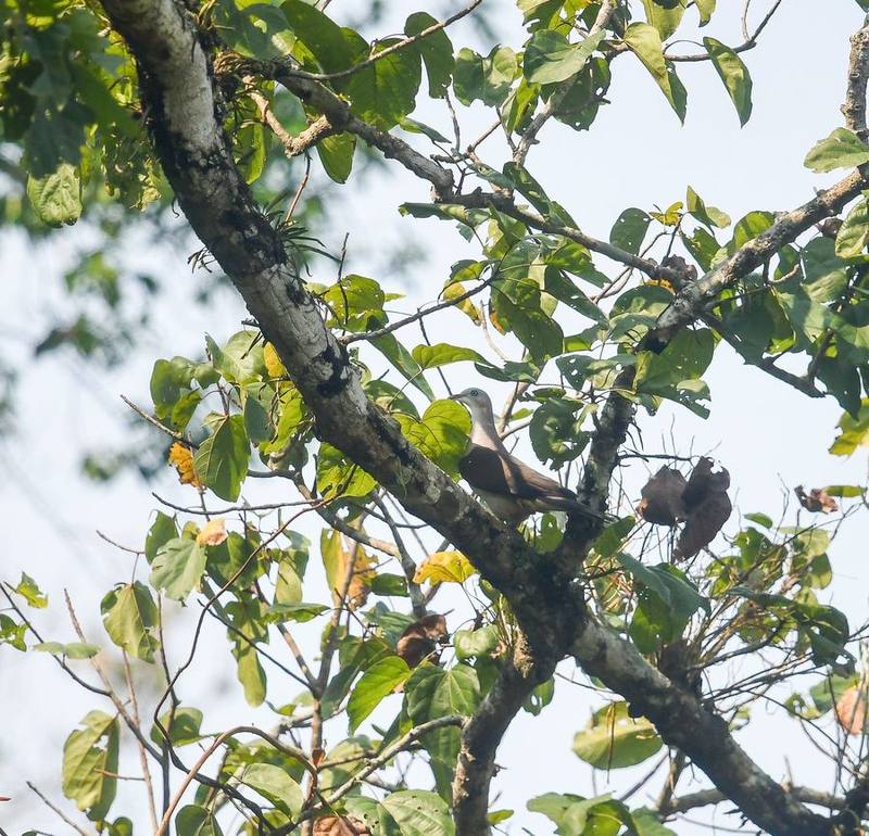 Pale-capped Pigeon