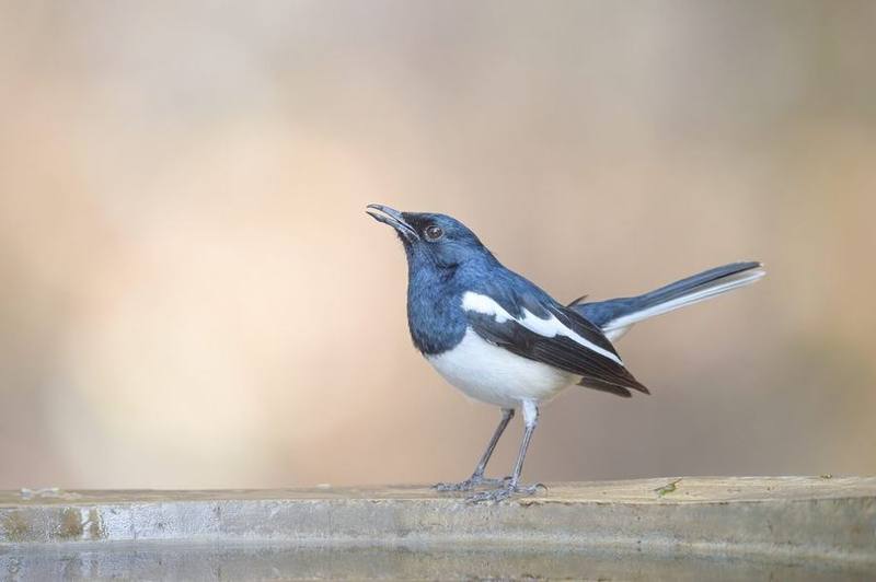 Oriental Magpie-Robin