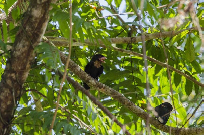 Dusky Broadbill