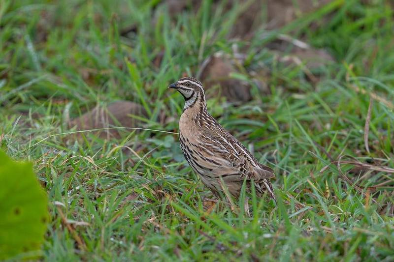 Rain Quail