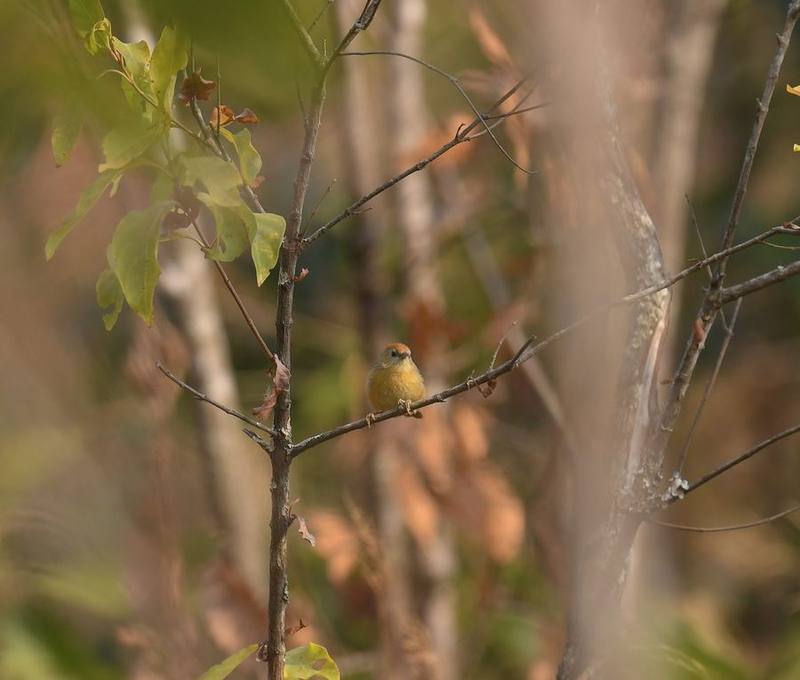 Rufous-capped Babbler