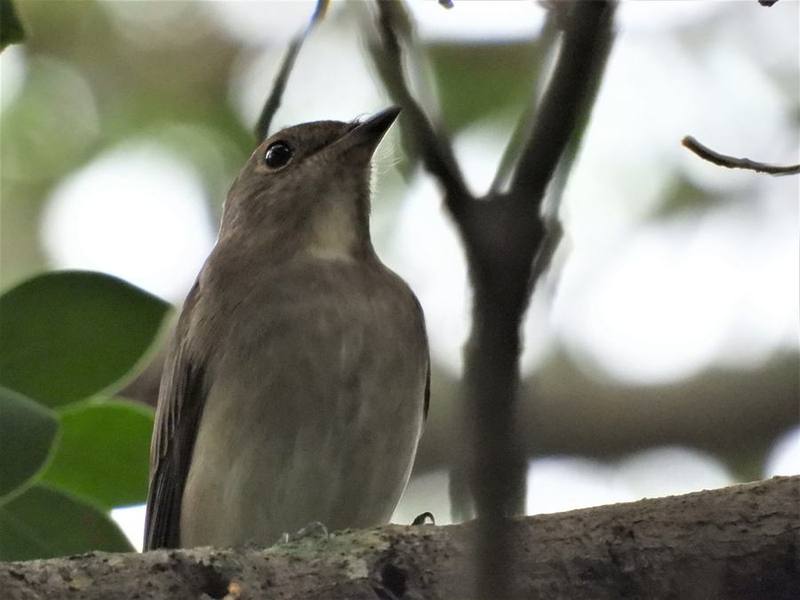 Blue-and-white Flycatcher