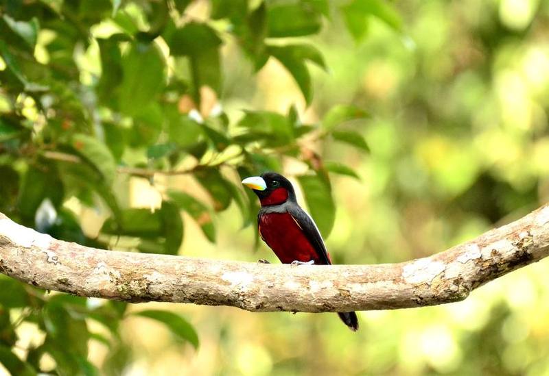 Black-and-red Broadbill