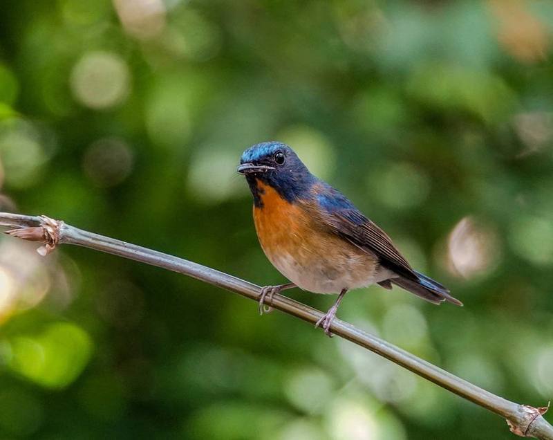Chinese Blue Flycatcher