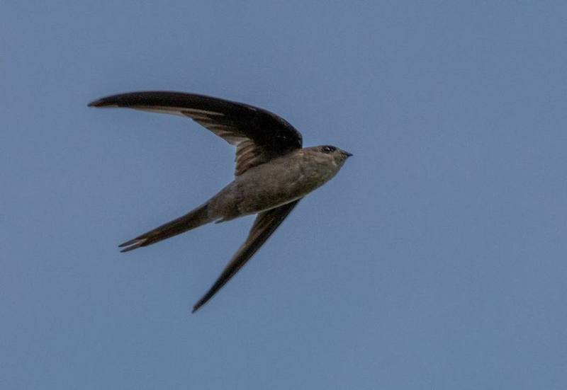 Asian Palm Swift