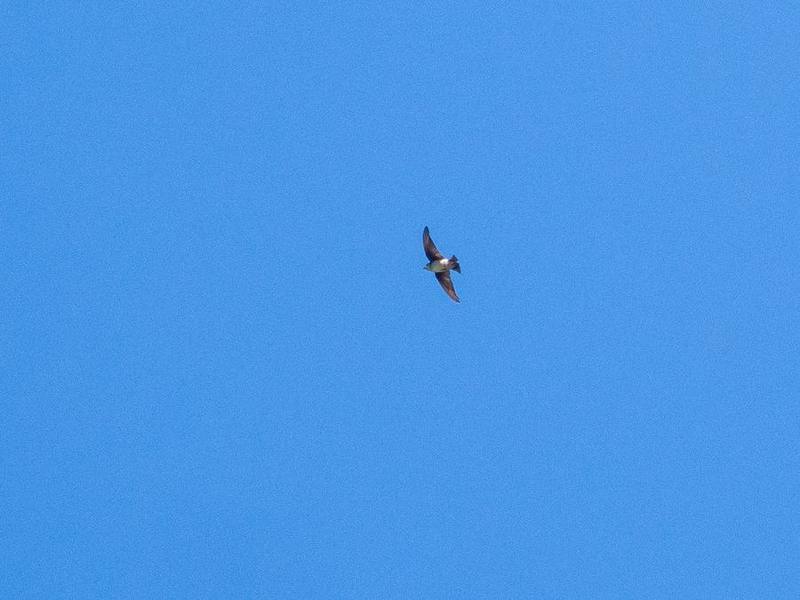 Asian House Martin
