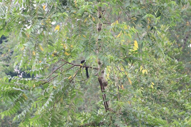 Grey Treepie