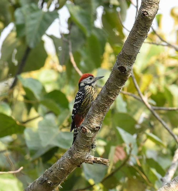 Stripe-breasted Woodpecker