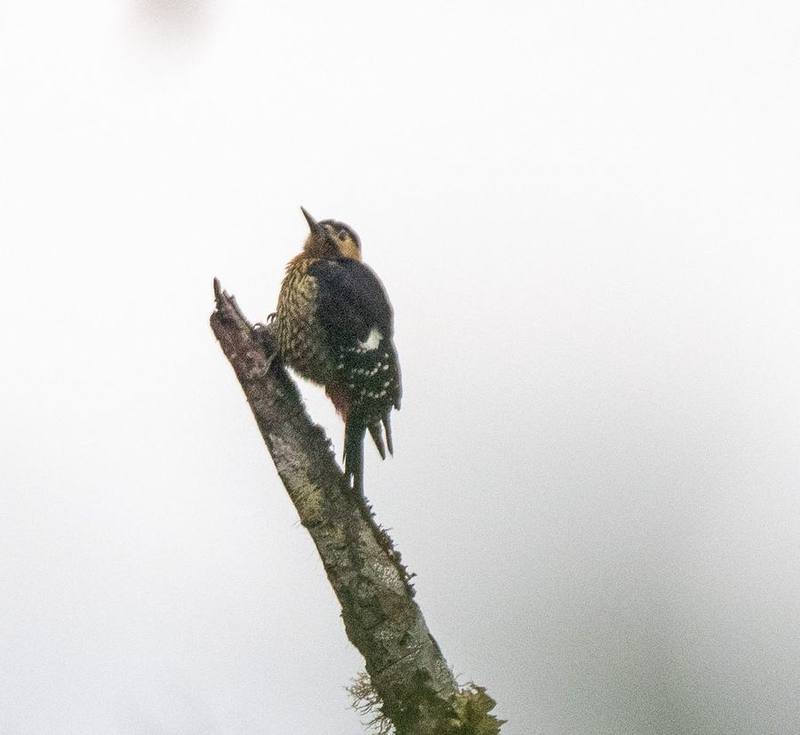 Darjeeling Woodpecker
