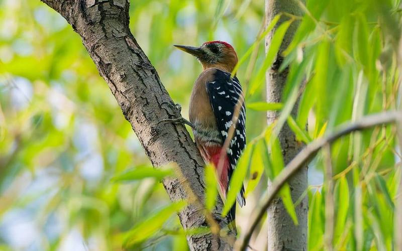 Rufous-bellied Woodpecker