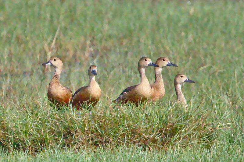 Lesser Whistling Duck