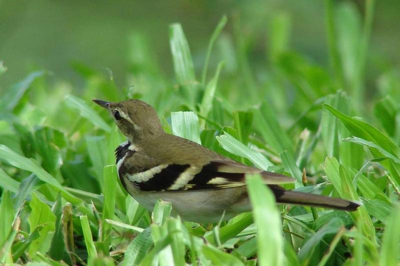Forest Wagtail
