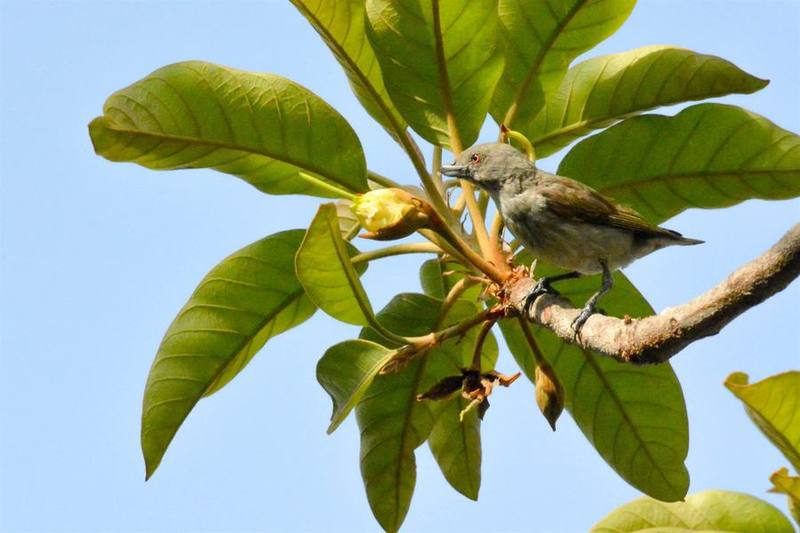 Thick-Billed Flowerpecker
