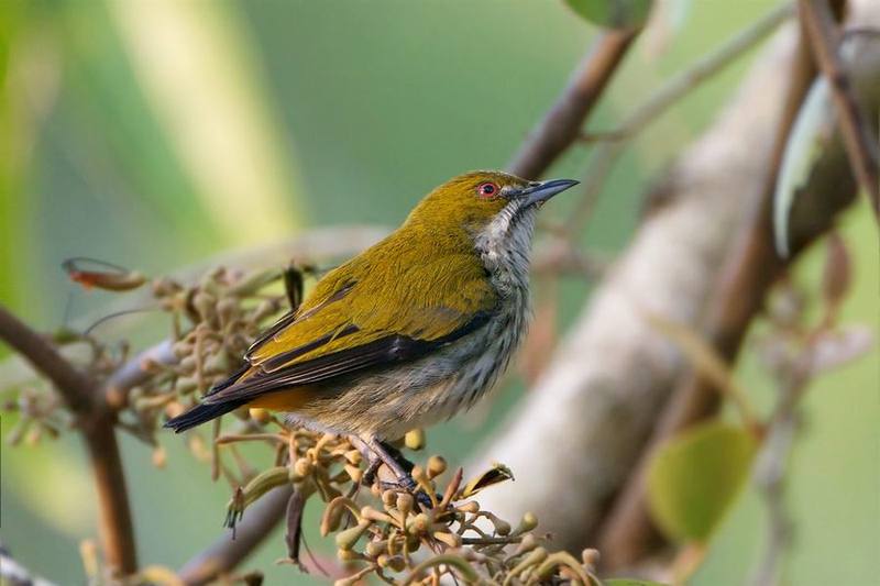 Yellow-Vented Flowerpecker