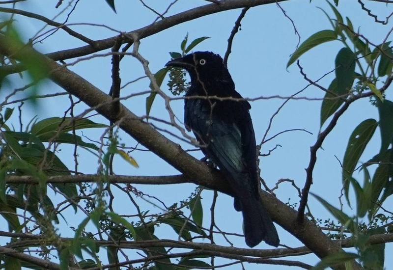 Hair-crested Drongo