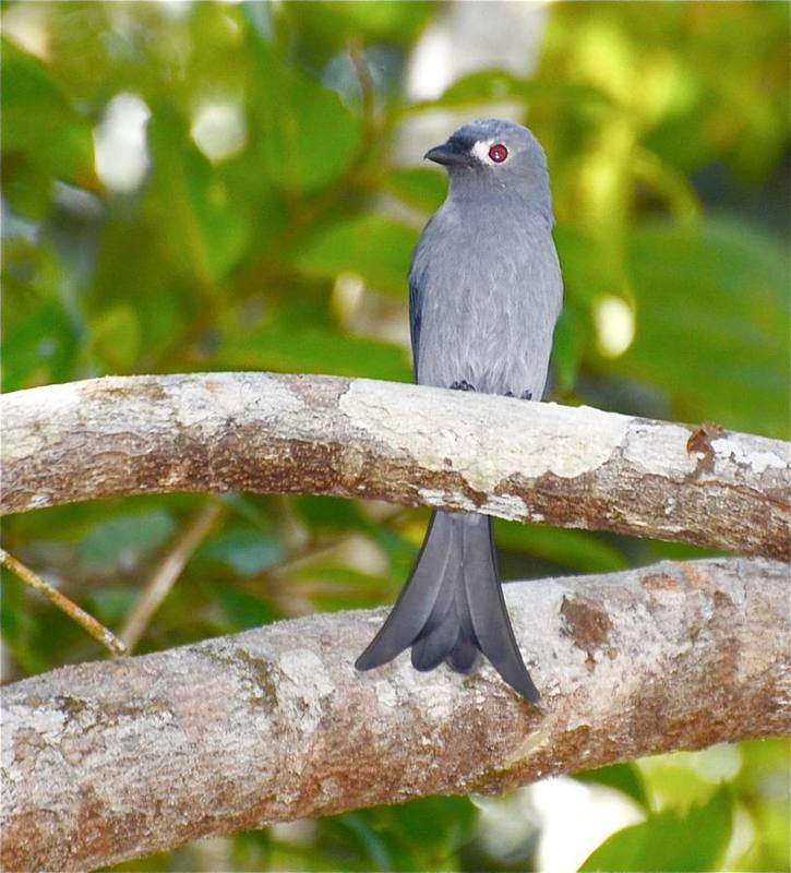 Ashy Drongo