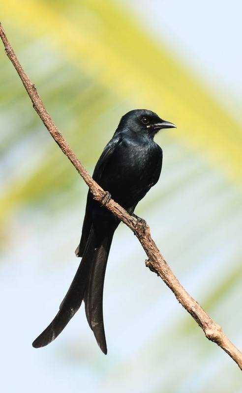 Black Drongo