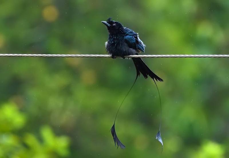 Greater Racket-tailed Drongo