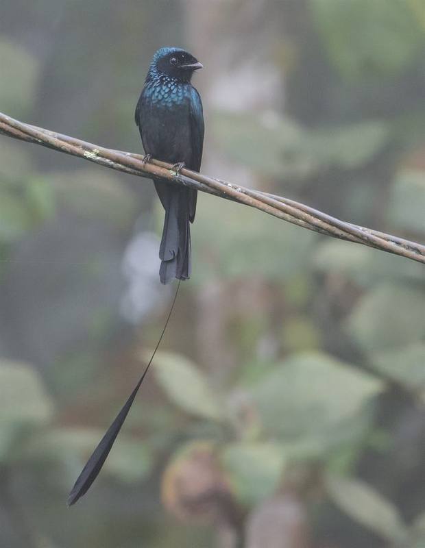 Lesser Racket-tailed Drongo
