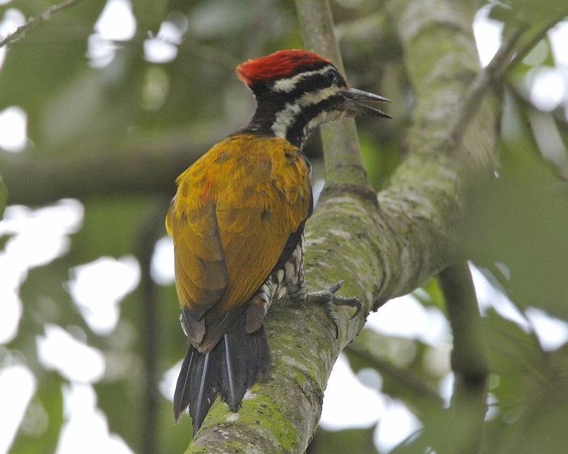 Common Flameback