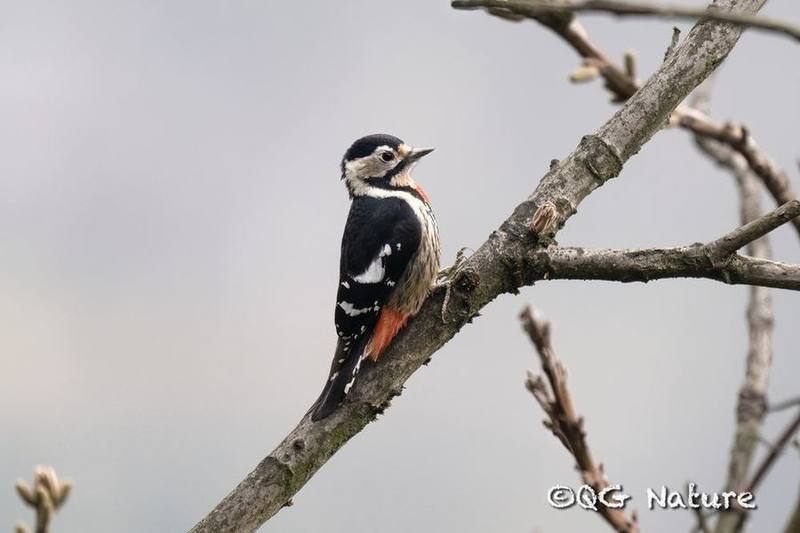 Necklaced Woodpecker