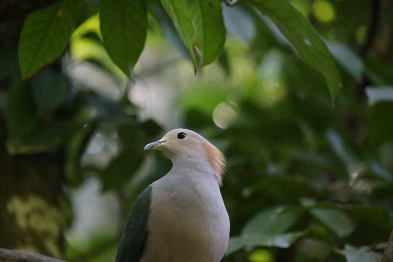 Green Imperial Pigeon