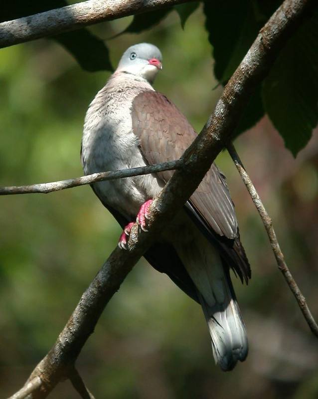 Mountain Imperial Pigeon