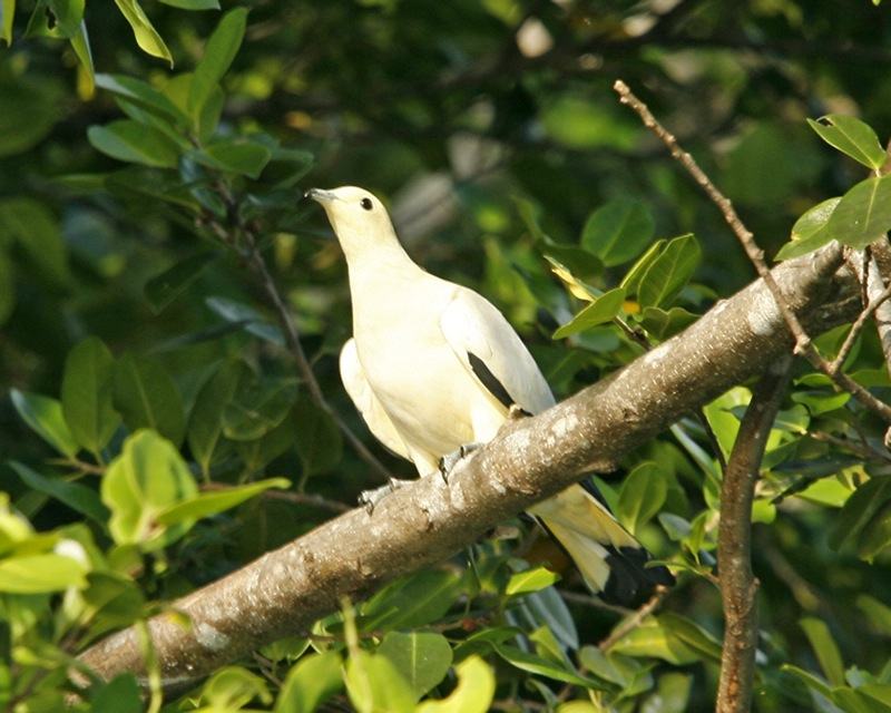 Pied Imperial Pigeon